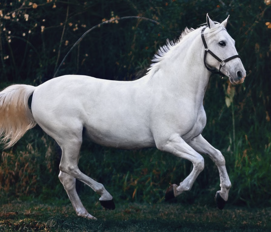 Jinete y caballo